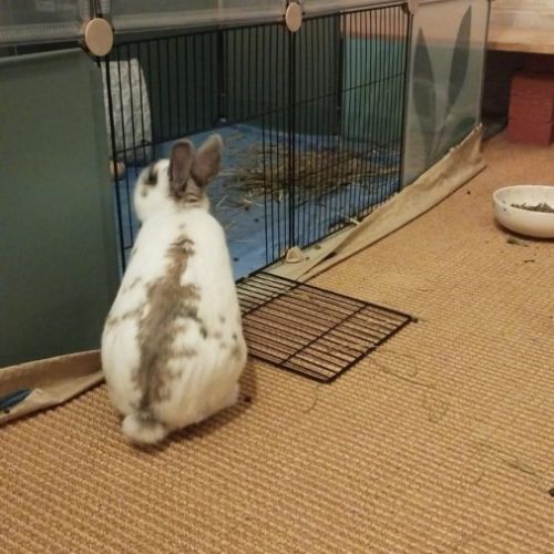 Sonic à l'adoption #5