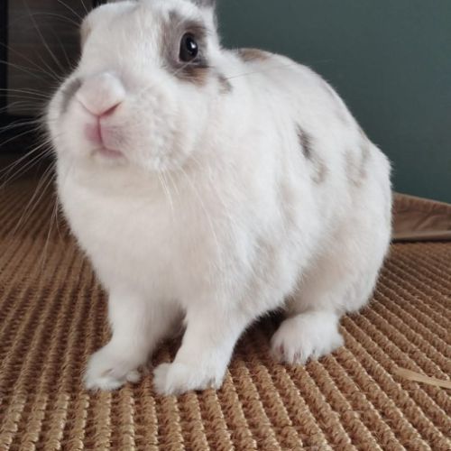 Sonic à l'adoption #6