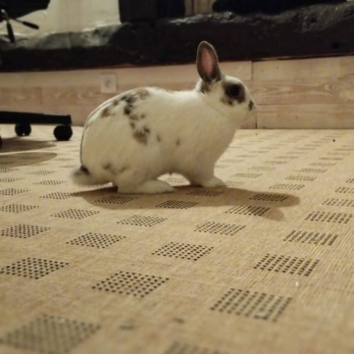 Sonic à l'adoption #7