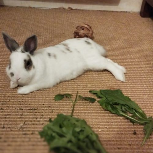 Sonic à l'adoption #8