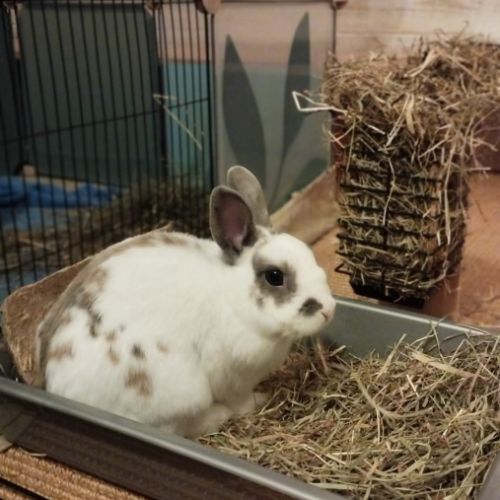 Sonic à l'adoption #9