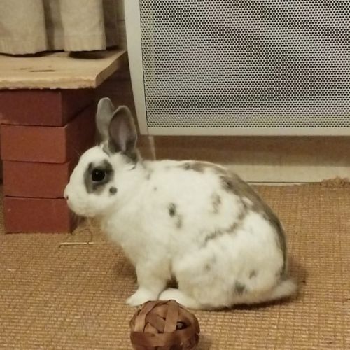 Sonic à l'adoption #10