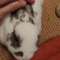 Sonic à l'adoption #1