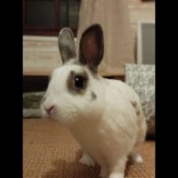 Sonic à l'adoption #2