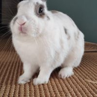 Sonic à l'adoption #6