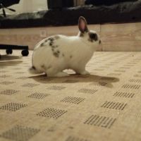 Sonic à l'adoption #7