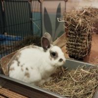 Sonic à l'adoption #9