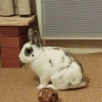 Sonic à l'adoption #10