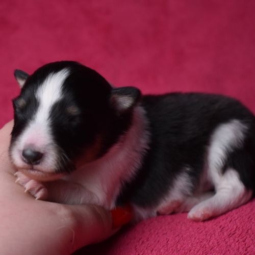 Chiots berger des shetland lof #3