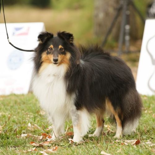 Chiots berger des shetland lof #4