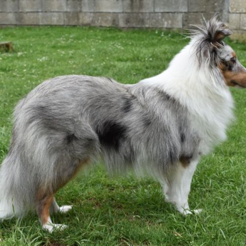 Chiots berger des shetland lof #5