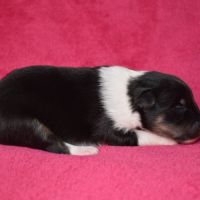 Chiots berger des shetland lof #1