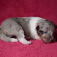 Chiots berger des shetland lof