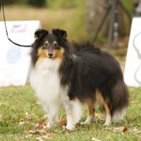 Chiots berger des shetland lof #4