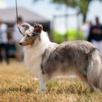 Chiots berger des shetland lof #6