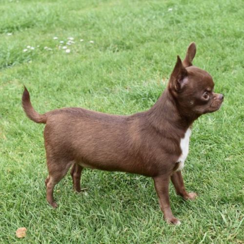 Chiot chihuahua lof (disponible de suite) #1