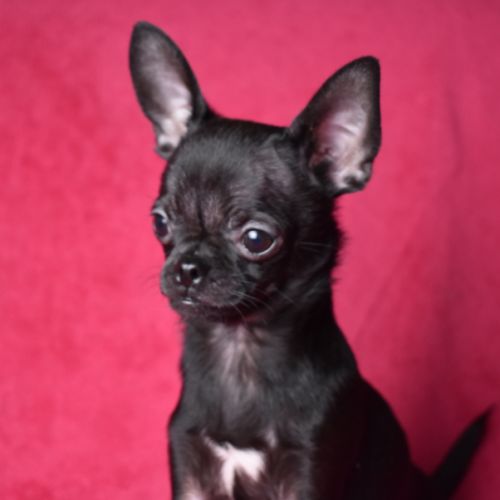 Chiot chihuahua lof (disponible de suite) #2
