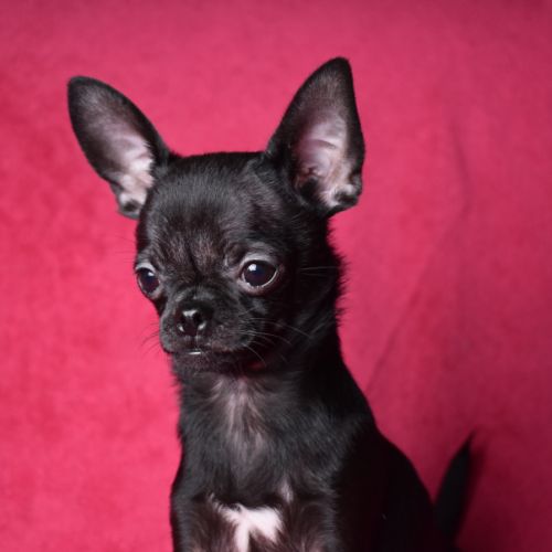 Chiot chihuahua lof (disponible de suite) #3
