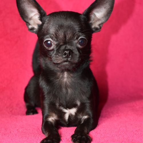 Chiot chihuahua lof (disponible de suite) #5
