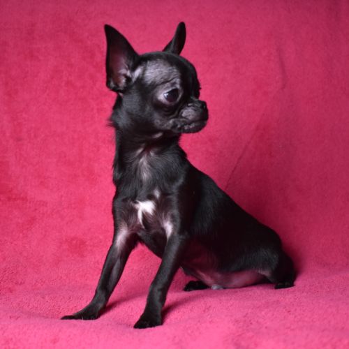 Chiot chihuahua lof (disponible de suite) #7