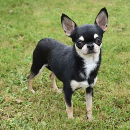 Chiot chihuahua lof (disponible de suite) #0