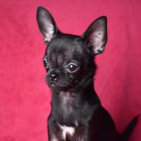 Chiot chihuahua lof (disponible de suite) #2