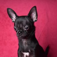 Chiot chihuahua lof (disponible de suite) #3