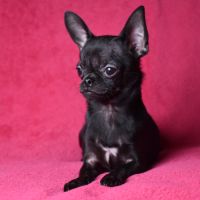 Chiot chihuahua lof (disponible de suite) #6