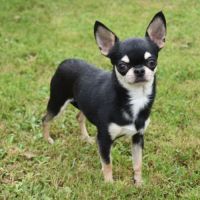 Chiot chihuahua lof (disponible de suite)