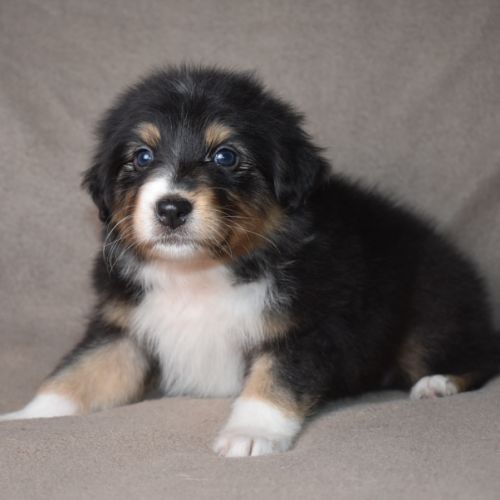 Chiots berger australien lof #2