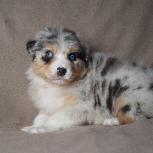 Chiots berger australien lof #4