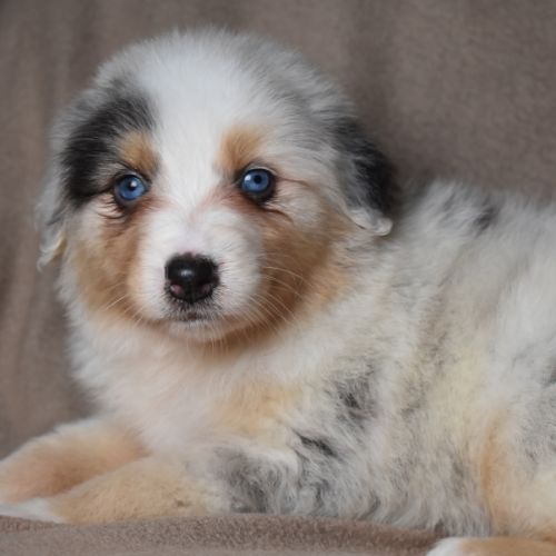 Chiots berger australien lof #5