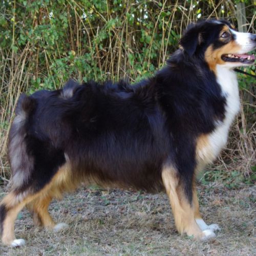 Chiots berger australien lof #7