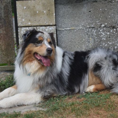 Chiots berger australien lof #8