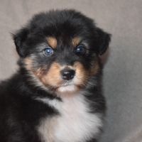 Chiots berger australien lof #1