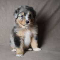 Chiots berger australien lof #3