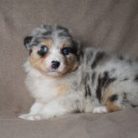 Chiots berger australien lof #4