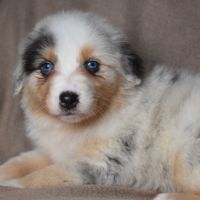 Chiots berger australien lof #5