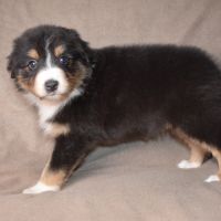 Chiots berger australien lof