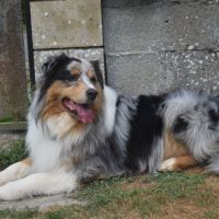 Chiots berger australien lof #8