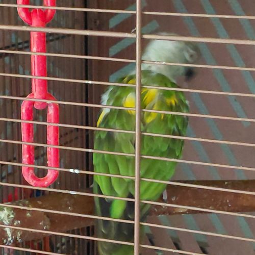 Youyou du sénégal #2