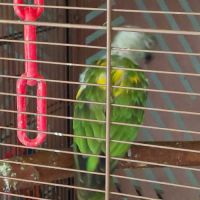 Youyou du sénégal #2