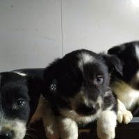 Border collie #5