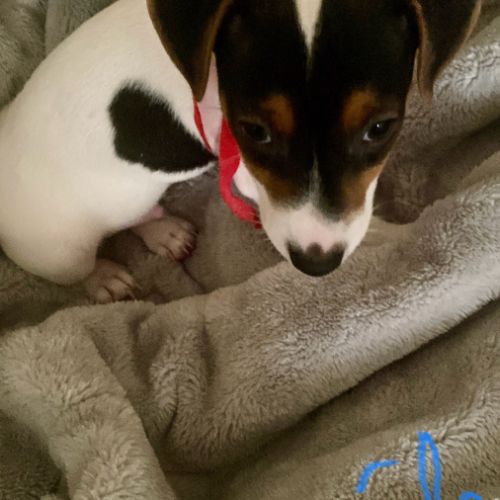 Chiots jack russel #2