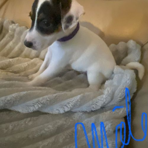 Chiots jack russel #0