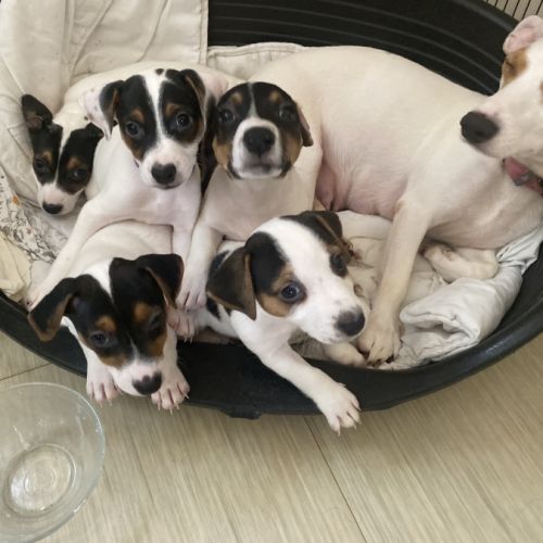 Chiots jack russel #5