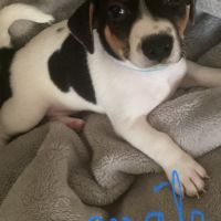 Chiots jack russel #3