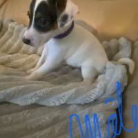 Chiots jack russel