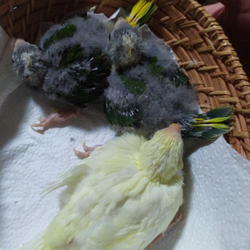 2 jeunes kakariki élevés par les parents – sociabl #1