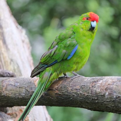 2 jeunes kakariki élevés par les parents – sociabl #3